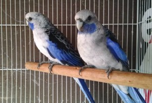 Blue Rosella Parrot Birds Male + Female Pair (san jose east)